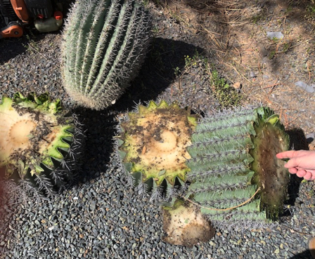 May 11 - Saving our dog run Saguaro. Cut the top 4' off in 12" sections; remaining 6' and root to Virginia's. Wishing you a long life!